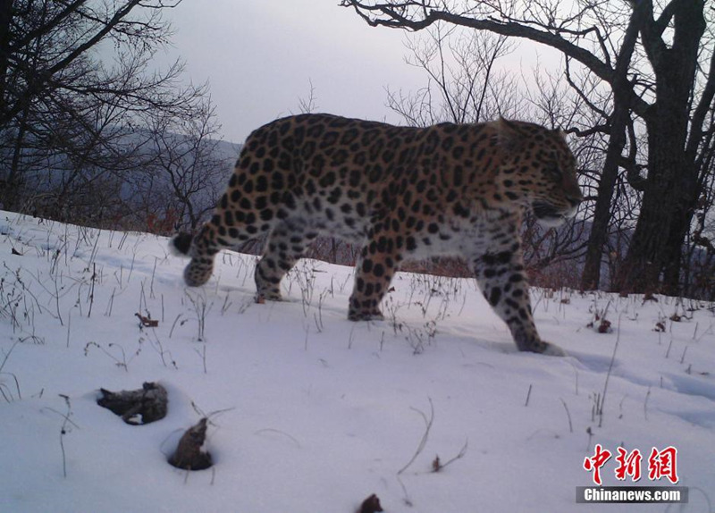 На фото: 29 ноября 2015 года амурский леопард ищет пропитание в заповеднике.