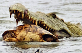 В ЮАР крокодил заглотил черепаху целиком