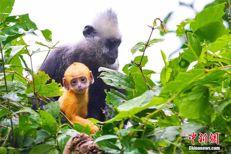Симпатичные золотистые обезьянки спустились с гор в провинции Гуанси