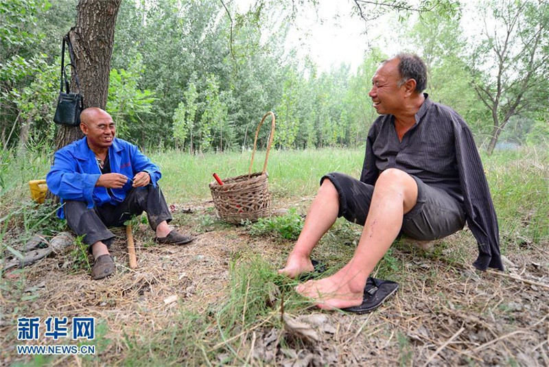 Два китайских старика уже 10 лет садят деревья: весь мир растроган