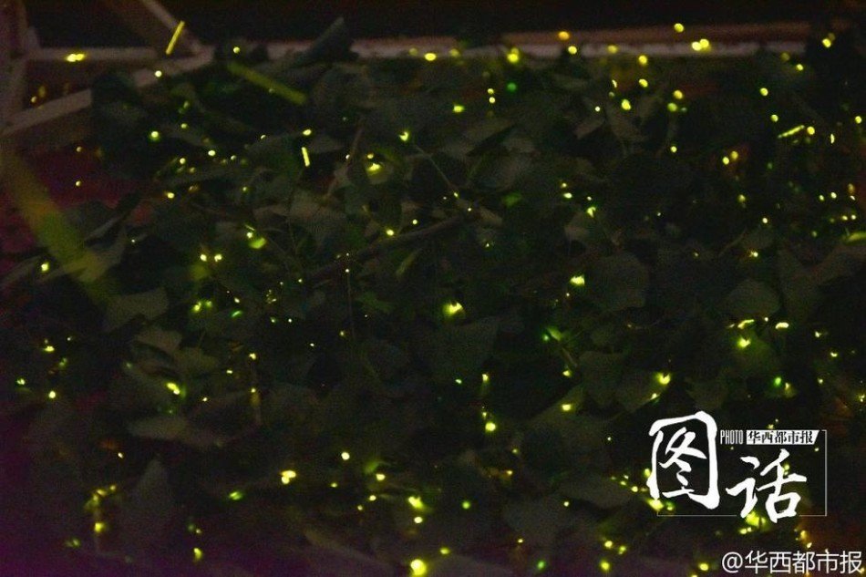 В парке выпустили в небо сто тысяч светлячков, но все они погибнут в течение недели
