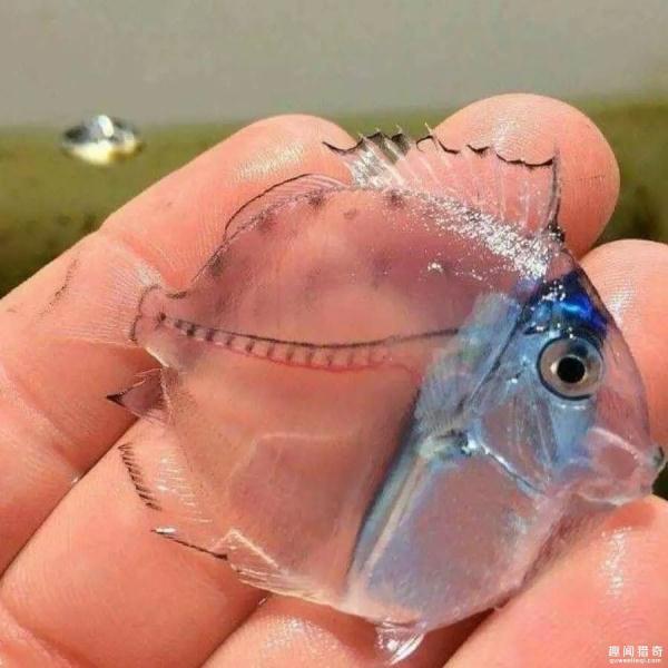 В море обнаружена прозрачная рыба