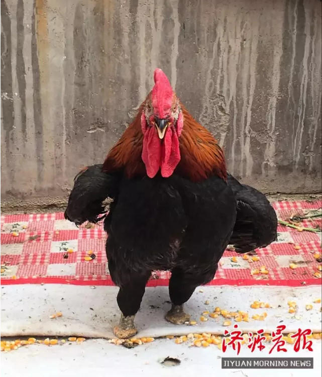 Самый мужественный петух в Китае отклевал собственную лапу