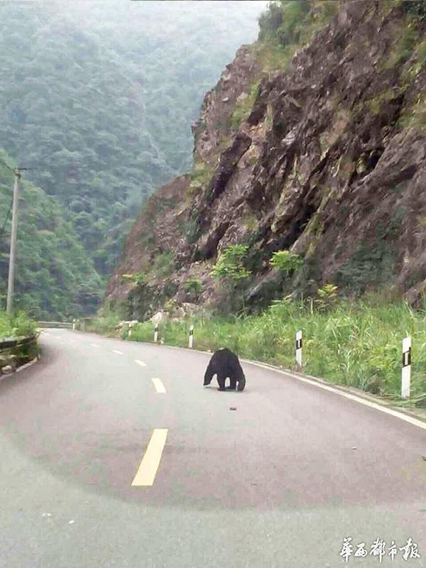 Черный медведь прогулялся по шоссе