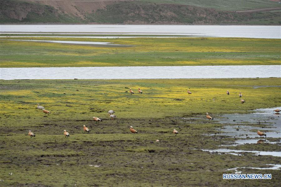 В провинции Сычуань обнаружены ценные торфяные водно-болотные угодья площадью 300 тыс га