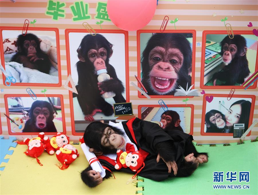 Выпускной вечер для шимпанзе