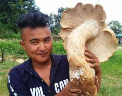 Житель провинции Юньнань обнаружил три гигантских гриба
