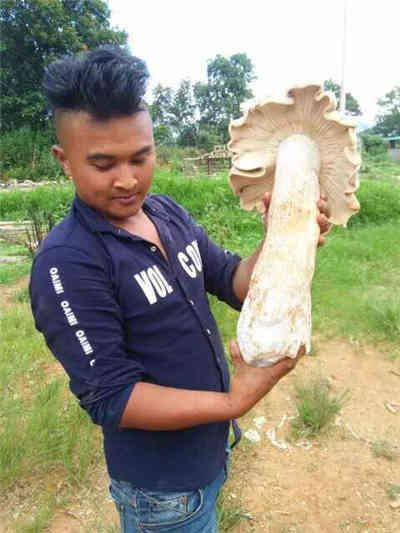 Житель провинции Юньнань обнаружил три гигантских гриба