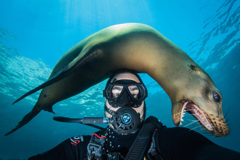 Озорной морской лев играет с фотографом