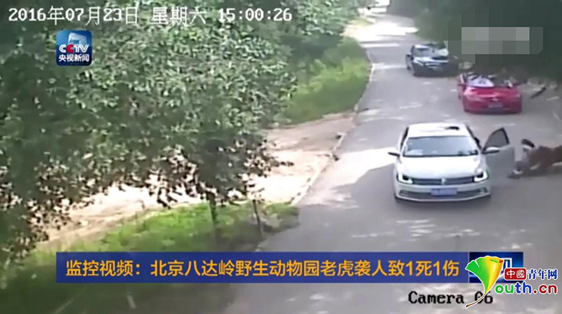 Одна женщина погибла, другая серьезно пострадала в результате атаки тигр в парке дикой природы под Пекином