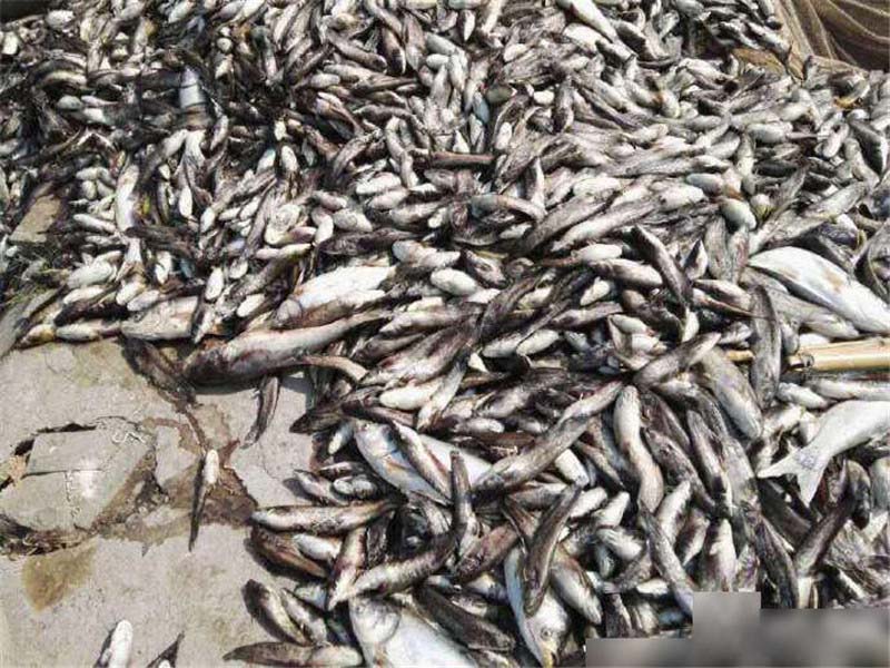 15 тонн рыбы погибло от жары в китайской провинции Сычуань