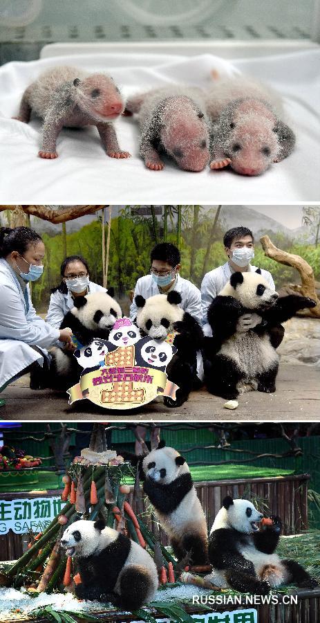 Единственные в мире выжившие панды-тройняшки отметили свой второй день рождения