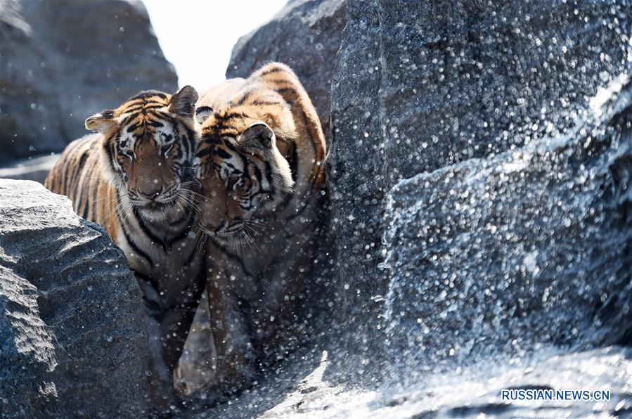 Тигры спасаются от зноя в воде
