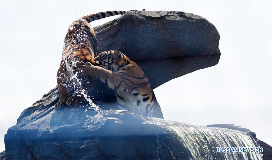 Тигры спасаются от зноя в воде