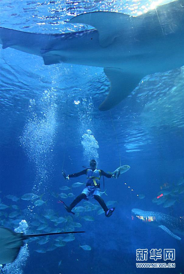 «Подводная Олимпиада» стартовала в провинции Шаньдун