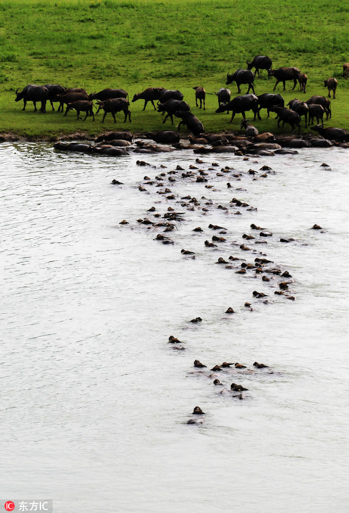 Сотни буйволов переправились через реку в провинции Сычуань