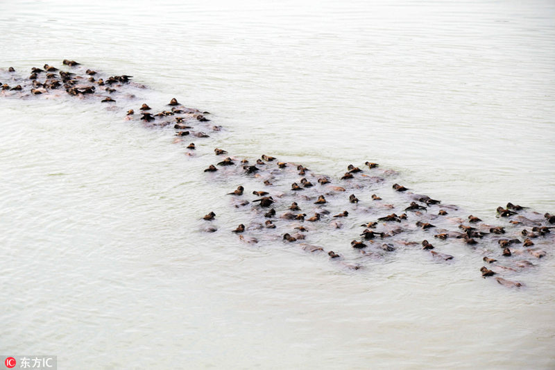 Сотни буйволов переправились через реку в провинции Сычуань