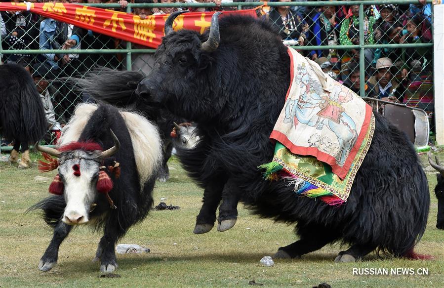 Бои яков в Тибетском АР