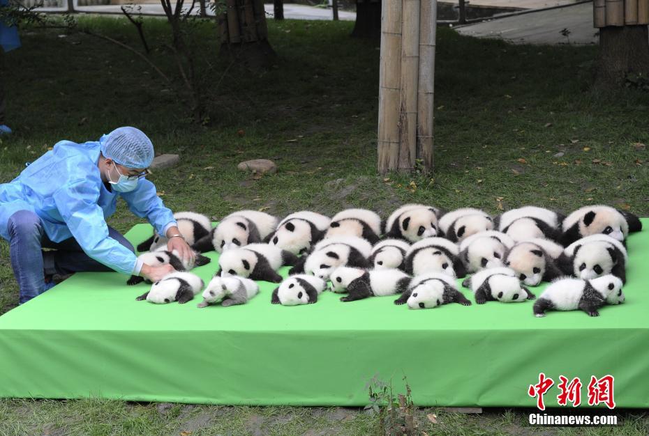 В Чэнду показали рожденных в этом году детенышей панд