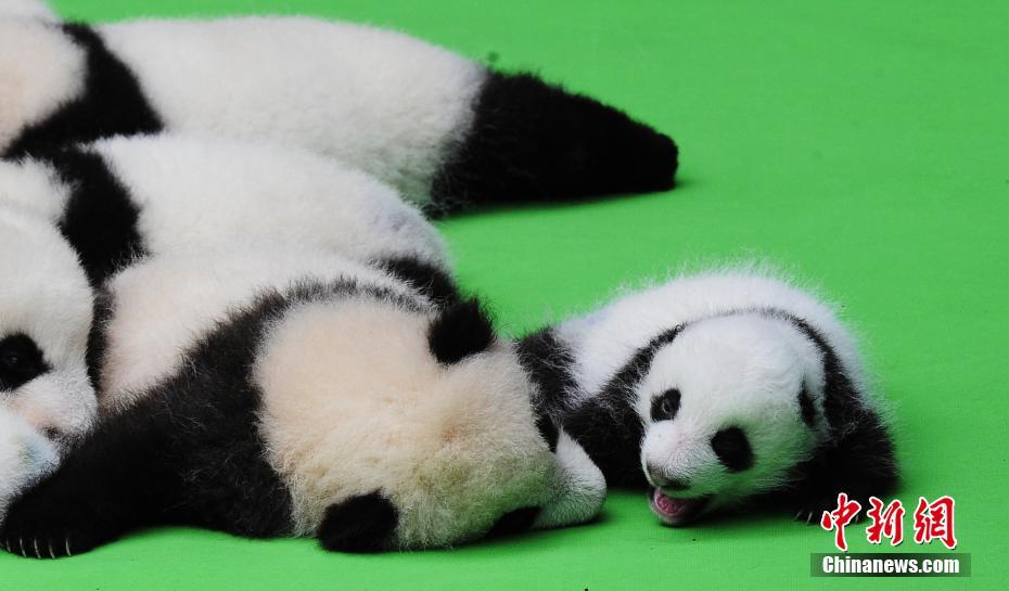 В Чэнду показали рожденных в этом году детенышей панд