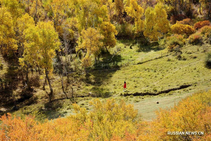 Осенний березовый лес во Внутренней Монголии