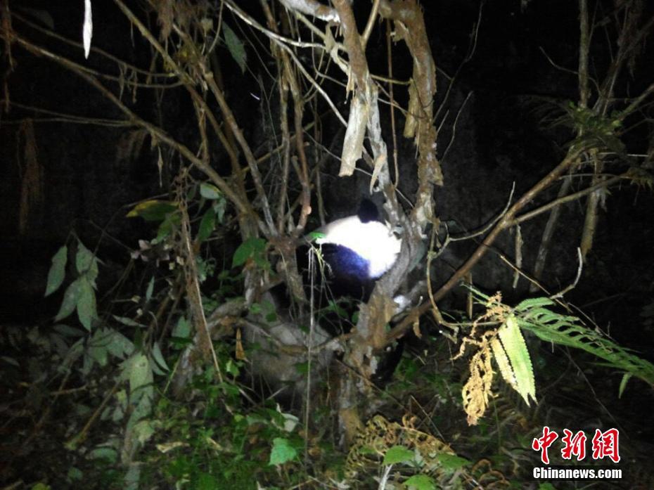 Китайские полицейские за 3 часа выручили дикую панду из воды
