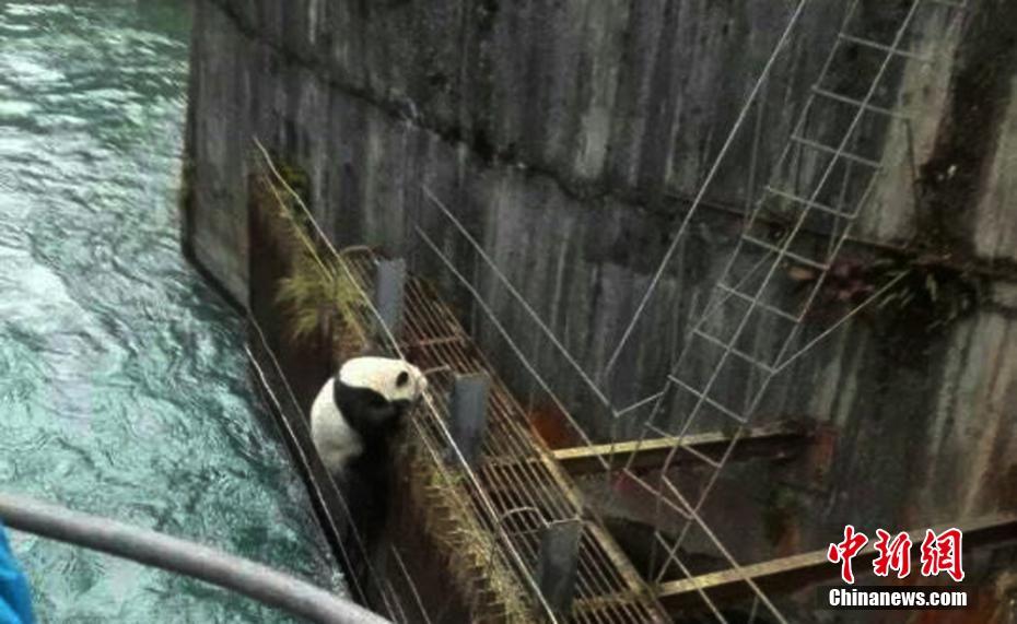 Китайские полицейские за 3 часа выручили дикую панду из воды