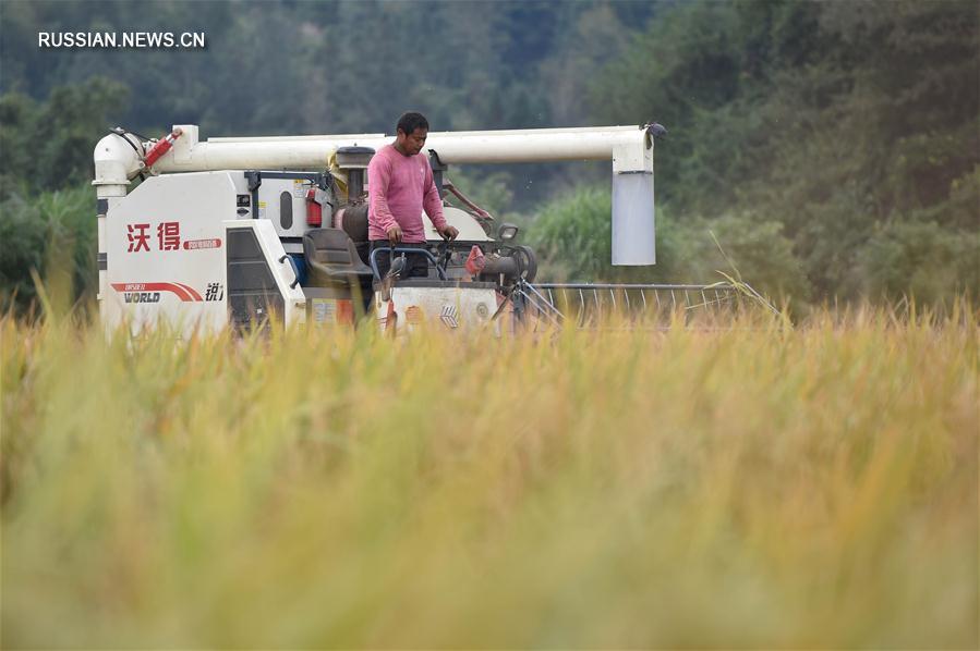 Уборка позднеспелого риса в уезде Шанхан