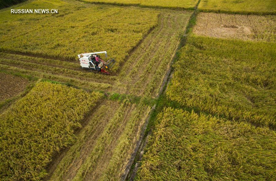 Уборка позднеспелого риса в уезде Шанхан