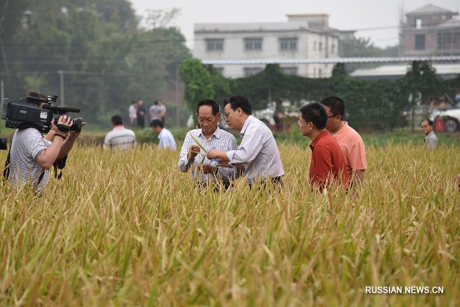 22,5 тонны с гектара: китайский сорт риса установил новый рекорд урожайности