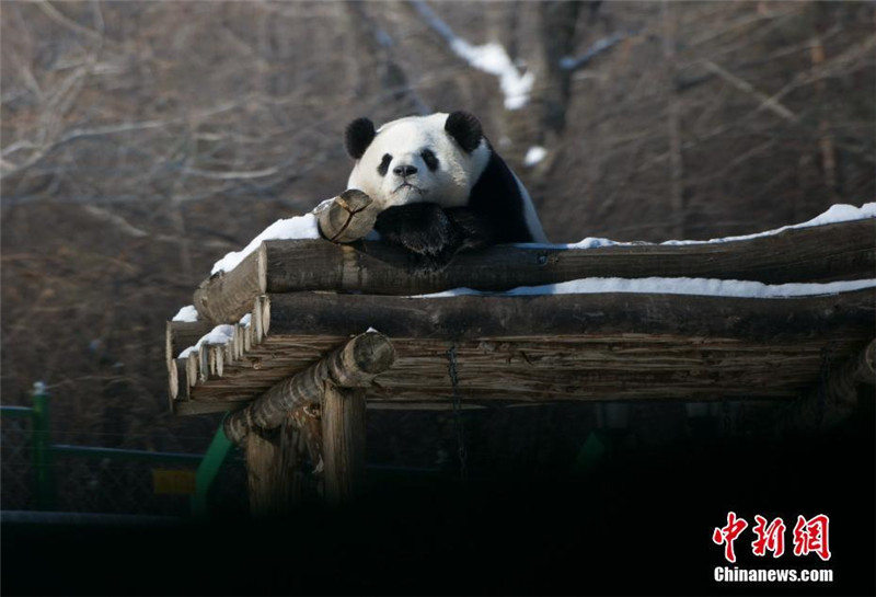 Панды играют в снегу в самом северном вольере Китая