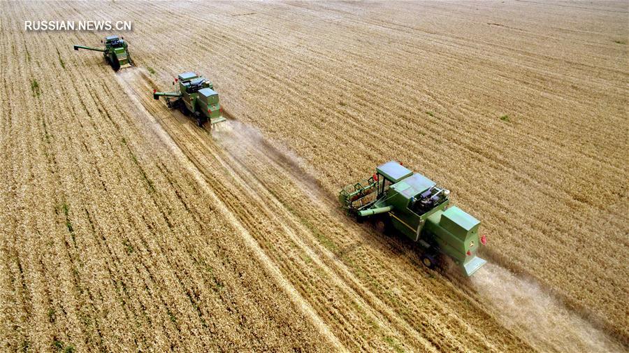 Валовой сбор зерна в Китае в 2016 году снизился на 0,8 проц