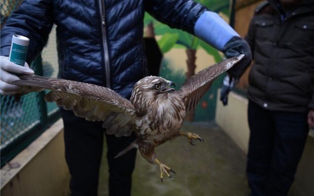 В Китае хищная птица упала в голодный обморок из-за смога