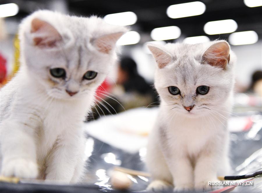 Выставка кошек в Москве
