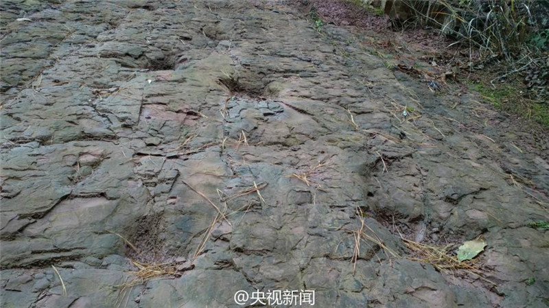 В Гуйчжоу найдены следы четырех динозавров Юрского периода