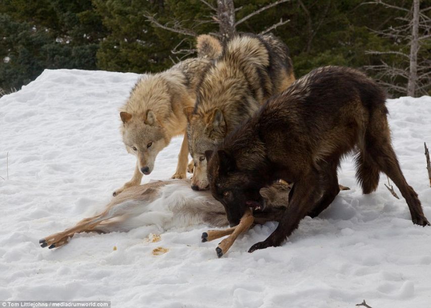 Кровавые клыки и лапы:волки и медведь сошлись в схватке за добычу