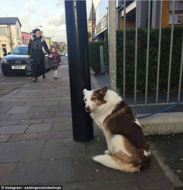 Собаки ждут своих хозяев на улице