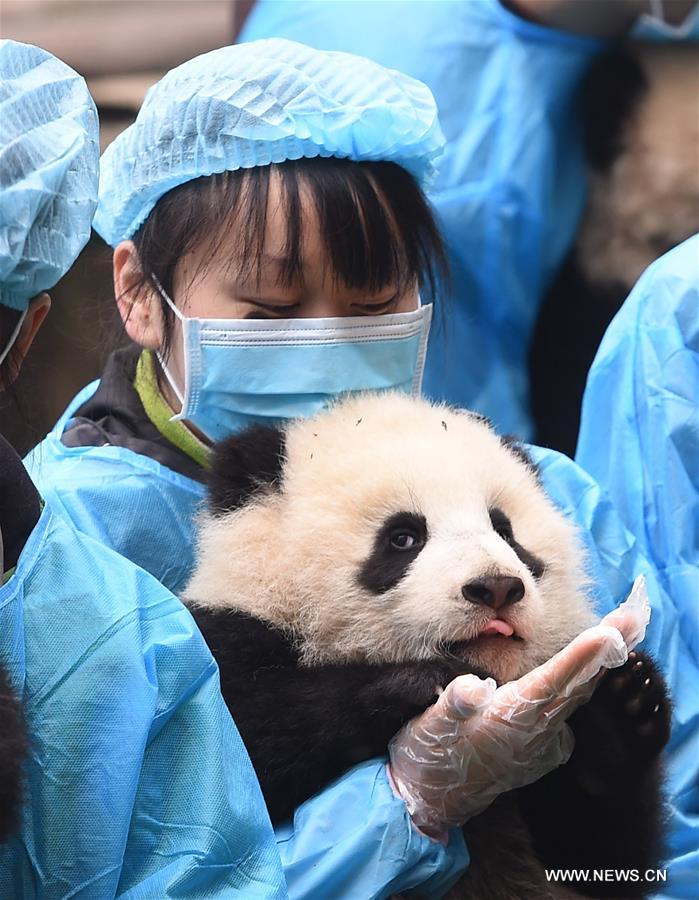 23 детеныша панды поздравляют с китайским Новым годом