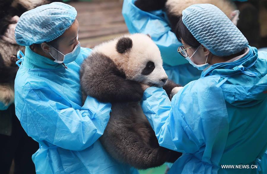 23 детеныша панды поздравляют с китайским Новым годом