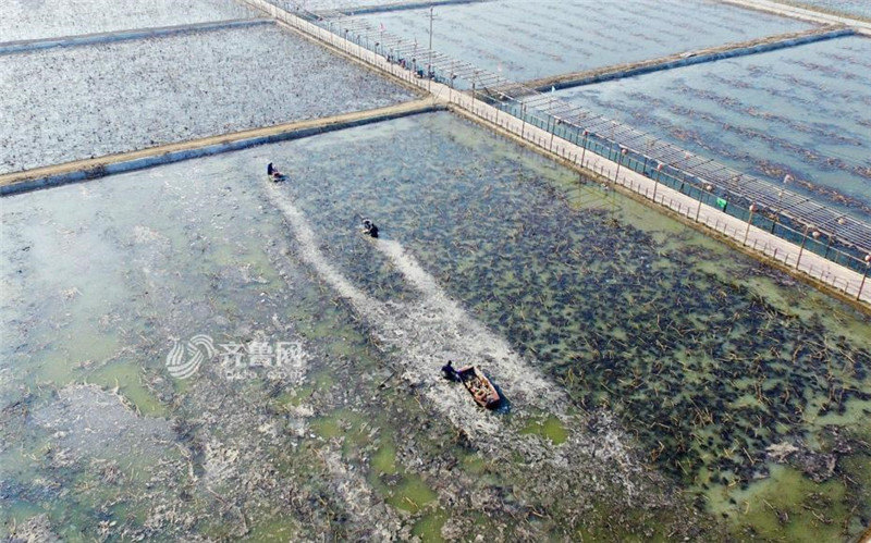 Крестьяне зарабатывают 10.000 юаней в месяц выкапывая клубни лотоса