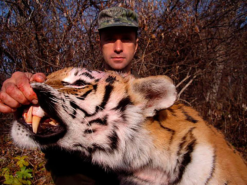 Охотник заплатит беспрецедентный штраф за убийство тигров
