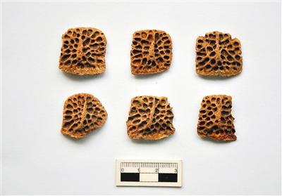 Археологи обнаружили кости крокодилов возрастом более 2,7 тысяч лет