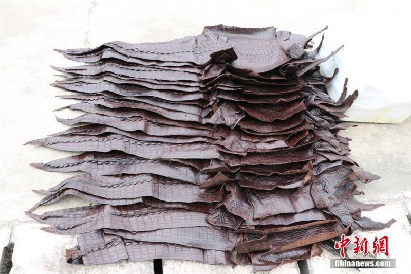 Более 1600 контрабандных крокодиловых шкур обнаружено в Гуанси