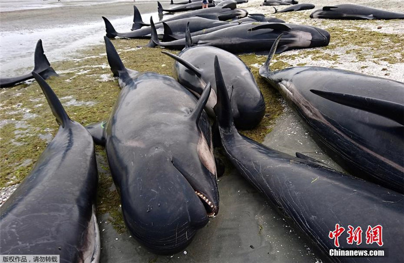 Более 400 китов выбросились на берег в Новой Зеландии