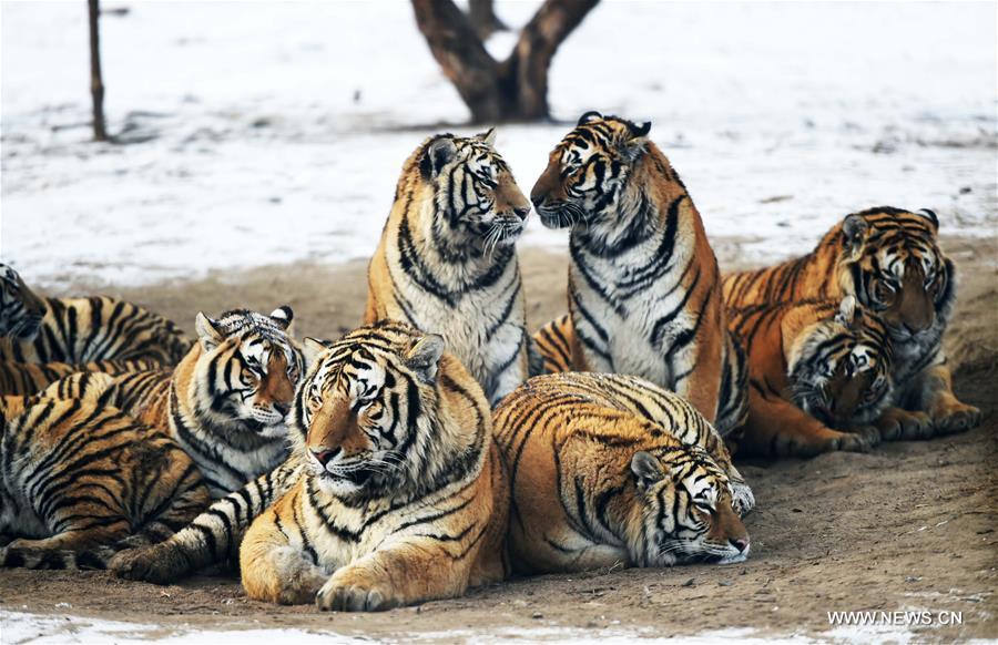 Обитатели Харбинского парка амурских тигров набрали вес к холодам