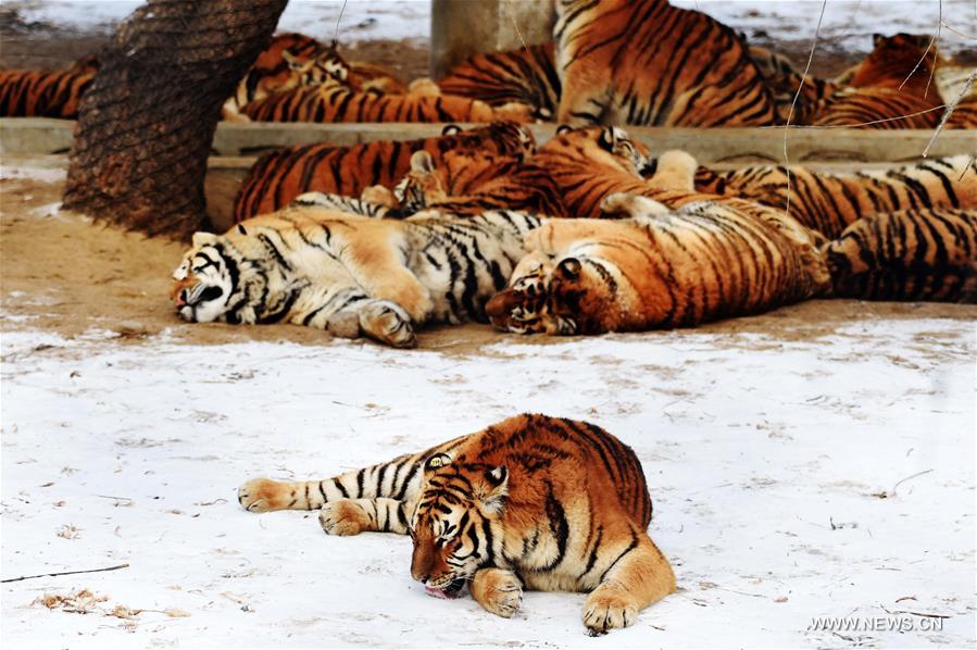Обитатели Харбинского парка амурских тигров набрали вес к холодам