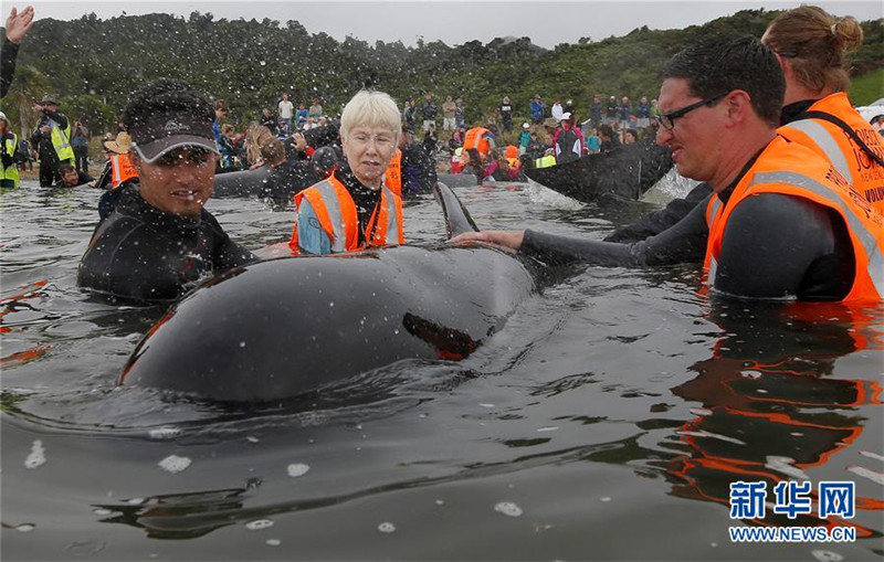 Около трехсот китов в Новой Зеландии вернулись в море