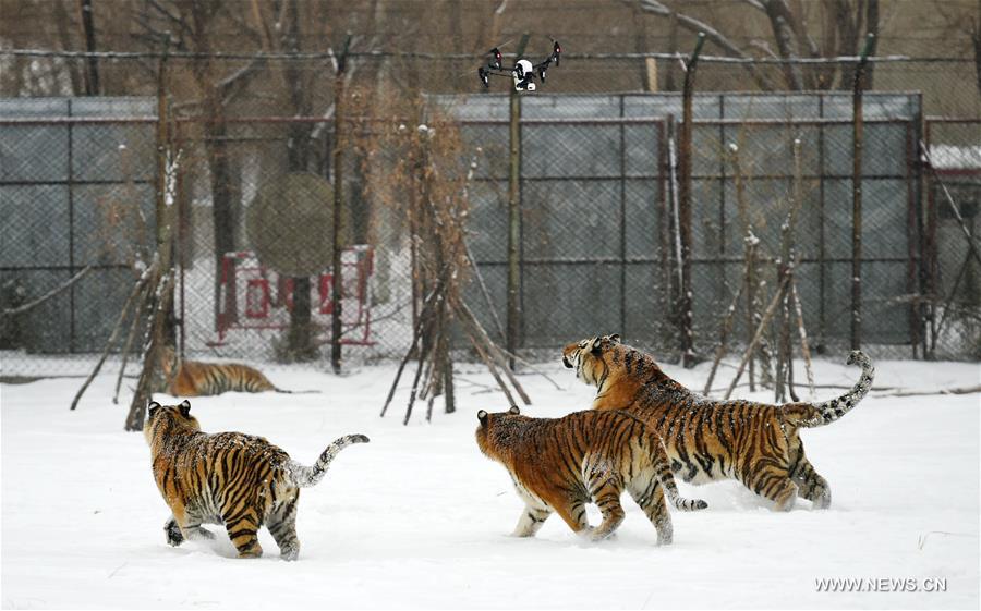 Амурские тигры в Харбине охотились на беспилотник