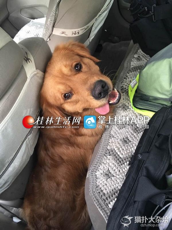 В Китае потерявшаяся собака "обратилась за помощью" к полицейским