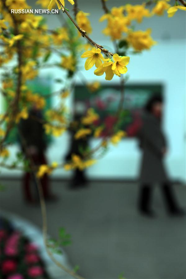 Выставка цветов во Франкфурте-на-Майне